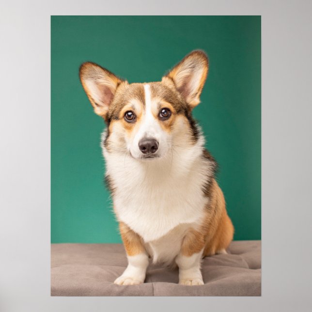 Cutest Baby djur | Corgi på Teal Poster (Framsidan)