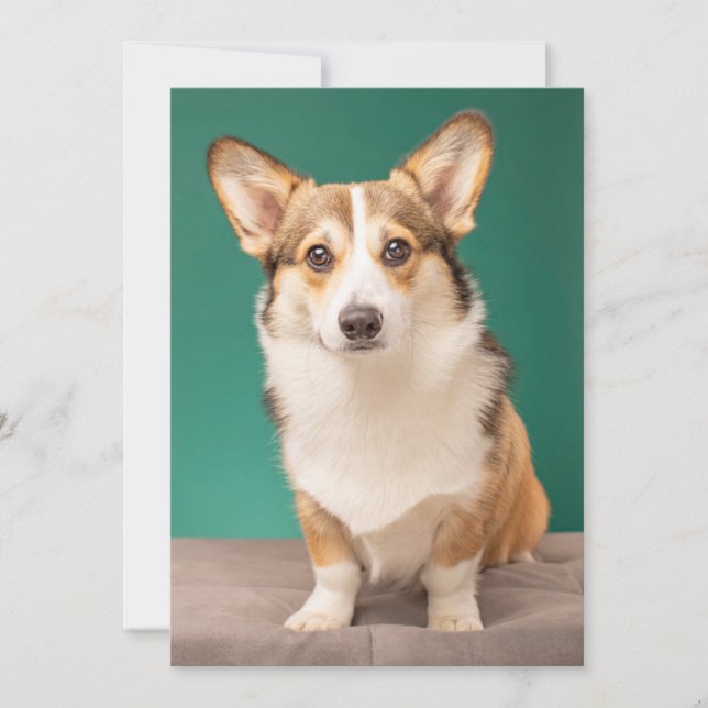 Cutest Baby djur | Corgi på Teal Tack Kort (Framsida)