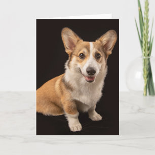 Cutest Baby djur Corgi Porträtt på Black Kort