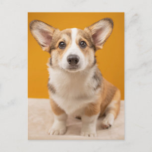 Cutest Baby djur   Corgi Porträtt på Orange Vykort