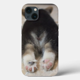 Cutest Baby djur Corgi Puppy Behind