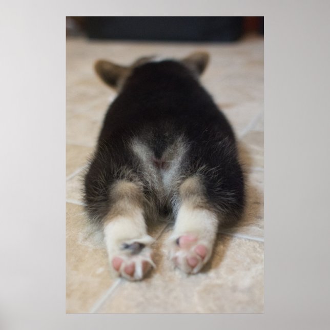 Cutest Baby djur | Corgi Puppy Behind Poster (Framsidan)