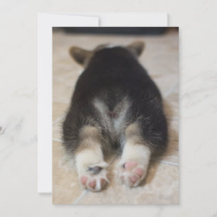 Cutest Baby djur   Corgi Puppy Behind Tack Kort