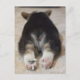 Cutest Baby djur   Corgi Puppy Behind Vykort