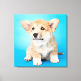 Cutest Baby djur   Corgi Puppy på Blue Canvastryck