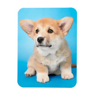 Cutest Baby djur Corgi Puppy på Blue Magnet