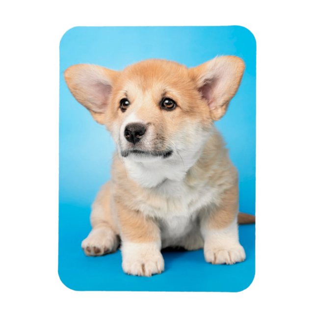 Cutest Baby djur | Corgi Puppy på Blue Magnet (Vertikal)