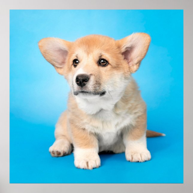 Cutest Baby djur | Corgi Puppy på Blue Poster (Framsidan)