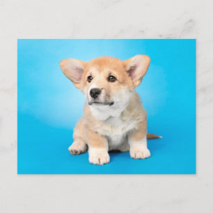 Cutest Baby djur   Corgi Puppy på Blue Vykort