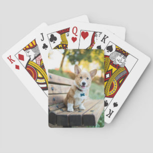 Cutest Baby djur   Corgi Puppy på en parkbench Casinokort