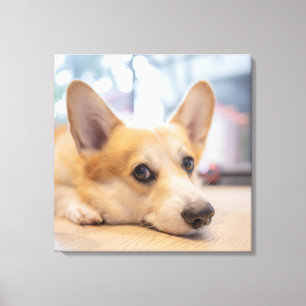 Cutest Baby djur   Corgi Puppy på Golv Canvastryck