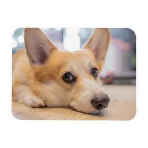 Cutest Baby djur Corgi Puppy på Golv Magnet