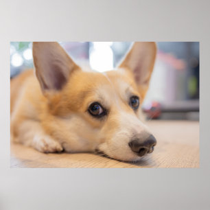 Cutest Baby djur   Corgi Puppy på Golv Poster