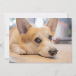 Cutest Baby djur Corgi Puppy på Golv Tack Kort