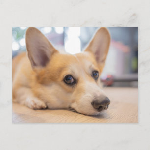 Cutest Baby djur Corgi Puppy på Golv Vykort