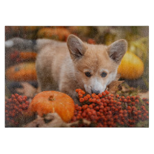 Cutest Baby djur Corgi Puppy på hösten