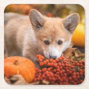 Cutest Baby djur Corgi Puppy på hösten Underlägg Papper Kvadrat