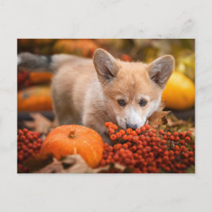 Cutest Baby djur   Corgi Puppy på hösten Vykort