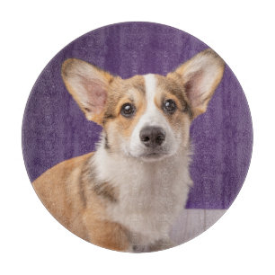 Cutest Baby djur Corgi Puppy på Lila