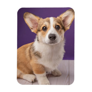 Cutest Baby djur Corgi Puppy på Lila Magnet