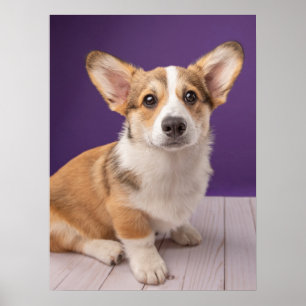 Cutest Baby djur   Corgi Puppy på Lila Poster