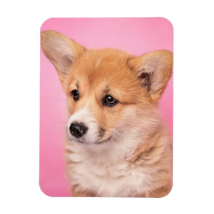 Cutest Baby djur Corgi Puppy på Rosa Magnet