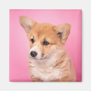 Cutest Baby djur Corgi Puppy på Rosa Magnet