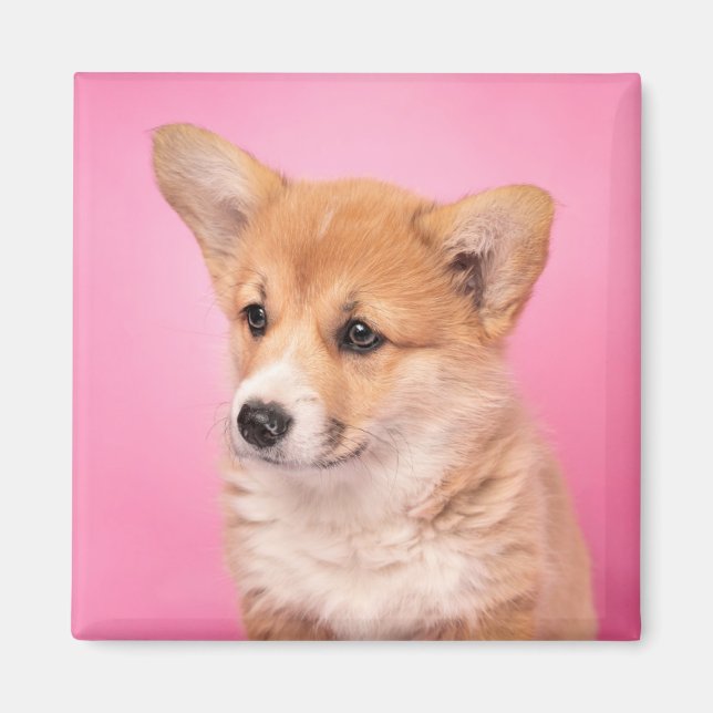 Cutest Baby djur | Corgi Puppy på Rosa Magnet (Framsidan)