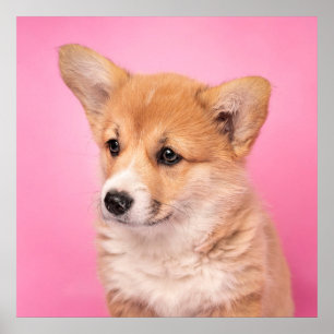 Cutest Baby djur Corgi Puppy på Rosa Poster
