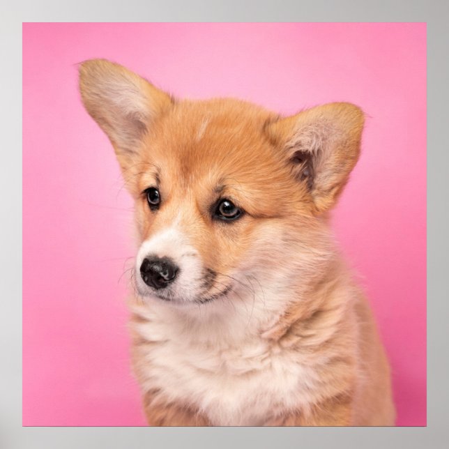 Cutest Baby djur | Corgi Puppy på Rosa Poster (Framsidan)