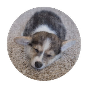 Cutest Baby djur Corgi Puppy på Shag Matta