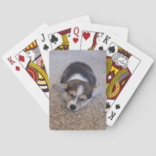 Cutest Baby djur Corgi Puppy på Shag Matta Casinokort