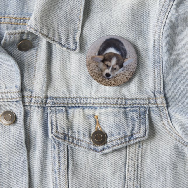 Cutest Baby djur | Corgi Puppy på Shag Matta Knapp (In Situ)