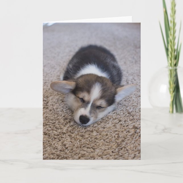 Cutest Baby djur | Corgi Puppy på Shag Matta Kort (Framsida)
