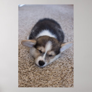 Cutest Baby djur Corgi Puppy på Shag Matta Poster