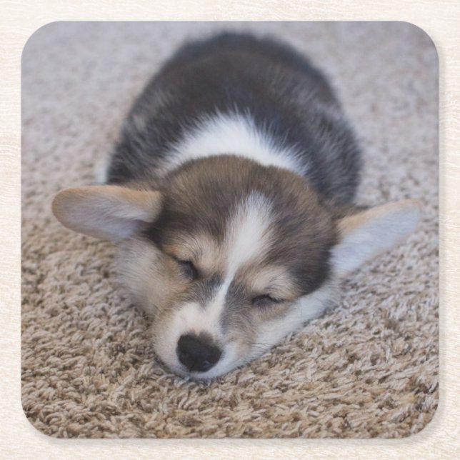 Cutest Baby djur | Corgi Puppy på Shag Matta Underlägg Papper Kvadrat (Framsidan)