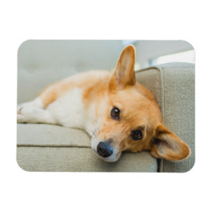 Cutest Baby djur Corgi Puppy på soffan Magnet