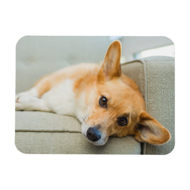 Cutest Baby djur | Corgi Puppy på soffan Magnet (Horisontell)