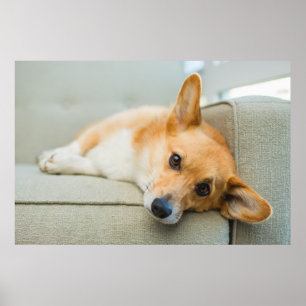 Cutest Baby djur Corgi Puppy på soffan Poster