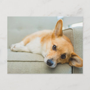 Cutest Baby djur Corgi Puppy på soffan Vykort