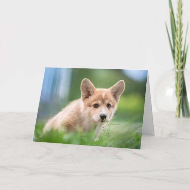 Cutest Baby djur | Corgi Puppy på Yard Kort (Framsida)