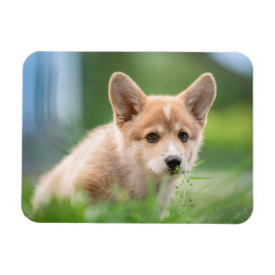 Cutest Baby djur Corgi Puppy på Yard Magnet