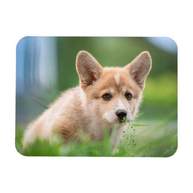 Cutest Baby djur | Corgi Puppy på Yard Magnet (Horisontell)