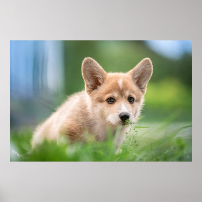 Cutest Baby djur | Corgi Puppy på Yard Poster (Framsidan)