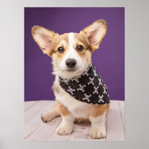 Cutest Baby djur Corgi Puppy Skull Bandana Poster
