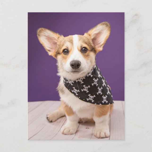 Cutest Baby djur | Corgi Puppy Skull Bandana Vykort (Framsida)