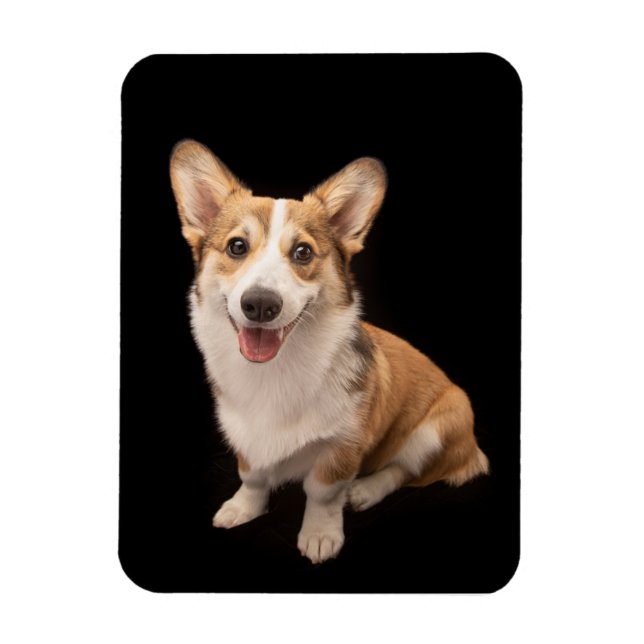 Cutest Baby djur | Corgi Puppy Smile Magnet (Vertikal)
