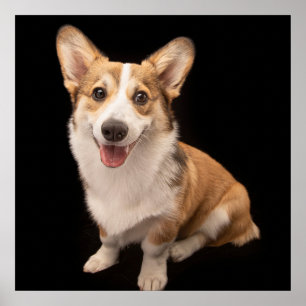 Cutest Baby djur Corgi Puppy Smile Poster