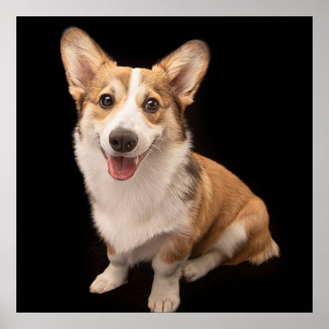Cutest Baby djur | Corgi Puppy Smile Poster (Framsidan)