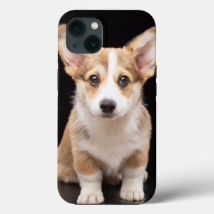 Cutest Baby djur   Corgi Puppy Ständigt Tall